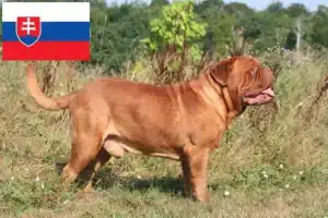 Read more about the article Criadores de Dogue de Bordeaux e cachorros na Eslováquia