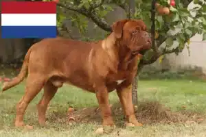 Read more about the article Criadores de Dogue de Bordeaux e cachorros nos Países Baixos