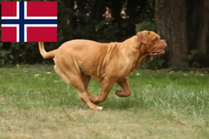 Read more about the article Criadores de Dogue de Bordeaux e cachorros na Noruega