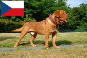 Read more about the article Criadores de Dogue de Bordeaux e cachorros na República Checa