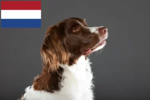 Read more about the article Drentse Patrijshond criadores e cachorros nos Países Baixos