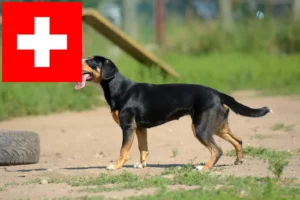 Read more about the article Criadores de cães de montanha Entlebuch e cachorros na Suíça