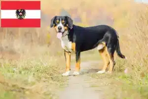 Read more about the article Entlebuch Mountain Dog Criadores e cachorros na Áustria