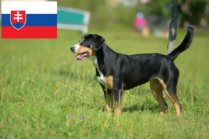 Read more about the article Criador de cães de montanha Entlebuch e cachorros na Eslováquia