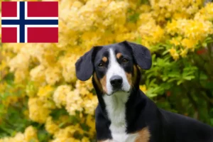 Read more about the article Criador de cães de montanha Entlebuch e cachorros na Noruega