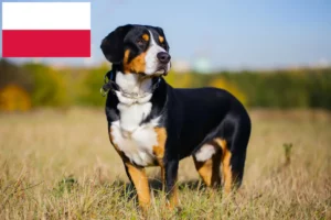 Read more about the article Criador de cães de montanha Entlebuch e cachorros na Polónia