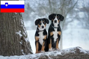 Read more about the article Criador de cães de montanha Entlebuch e cachorros na Eslovénia