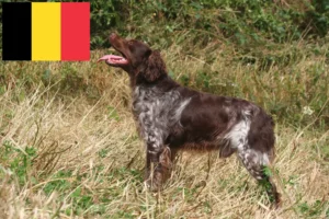 Read more about the article Epagneul Breton criadores e cachorros na Bélgica