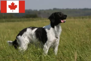 Read more about the article Epagneul Breton criadores e cachorros no Canadá