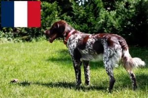 Read more about the article Épagneul français criadores e cachorros em França