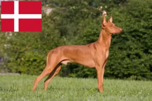 Read more about the article Criadores de Pharaoh Hound e cachorros na Dinamarca