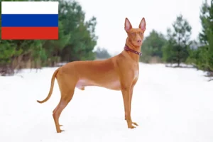 Read more about the article Criadores de cães Faraó e cachorros na Rússia