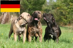 Read more about the article Fila Brasileiro criadores e cachorros na Alemanha