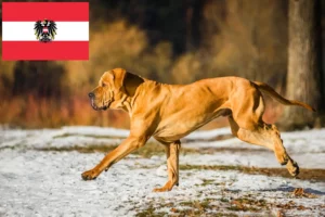 Read more about the article Fila Brasileiro criadores e cachorros na Áustria