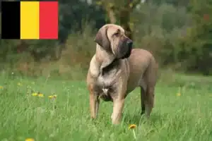 Read more about the article Fila Brasileiro criadores e cachorros na Bélgica