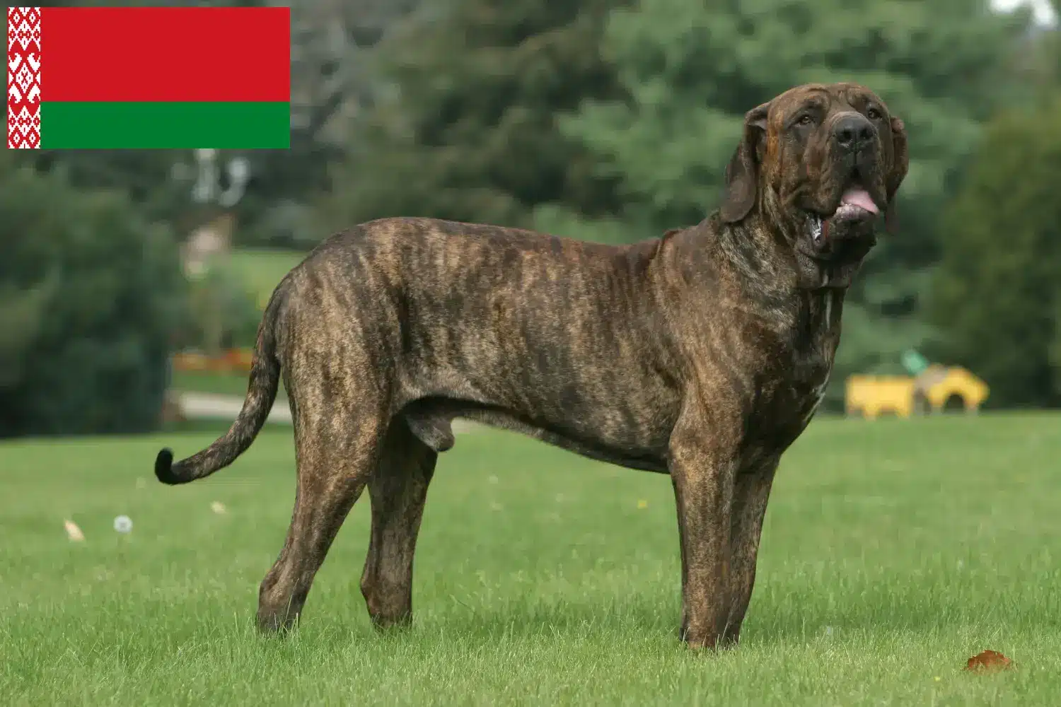 Read more about the article Fila Brasileiro criadores e cachorros em Belarus