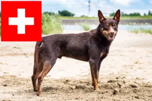 Read more about the article Criadores de Kelpie australiano e cachorros na Suíça