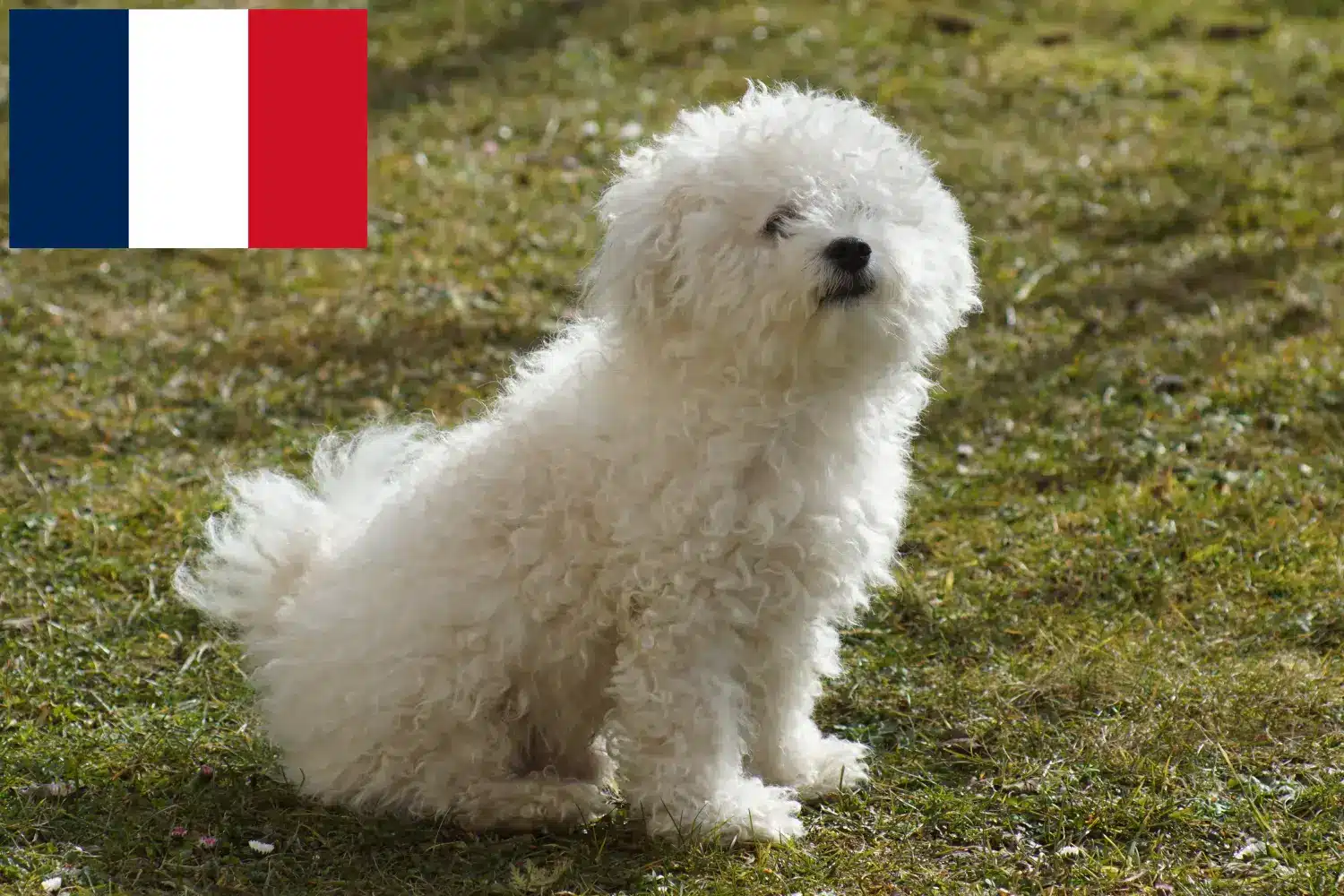 Read more about the article Criadores de bolonhesa e cachorros em França