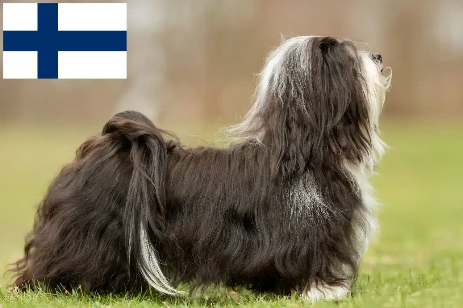 Read more about the article Criadores de Havanese e cachorros na Finlândia