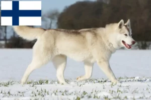 Read more about the article Criadores de Husky e cachorros na Finlândia