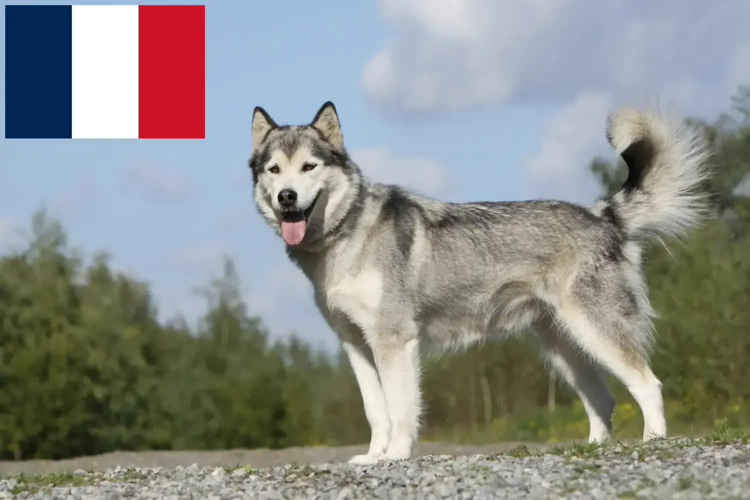 Read more about the article Criadores de Husky e cachorros em França