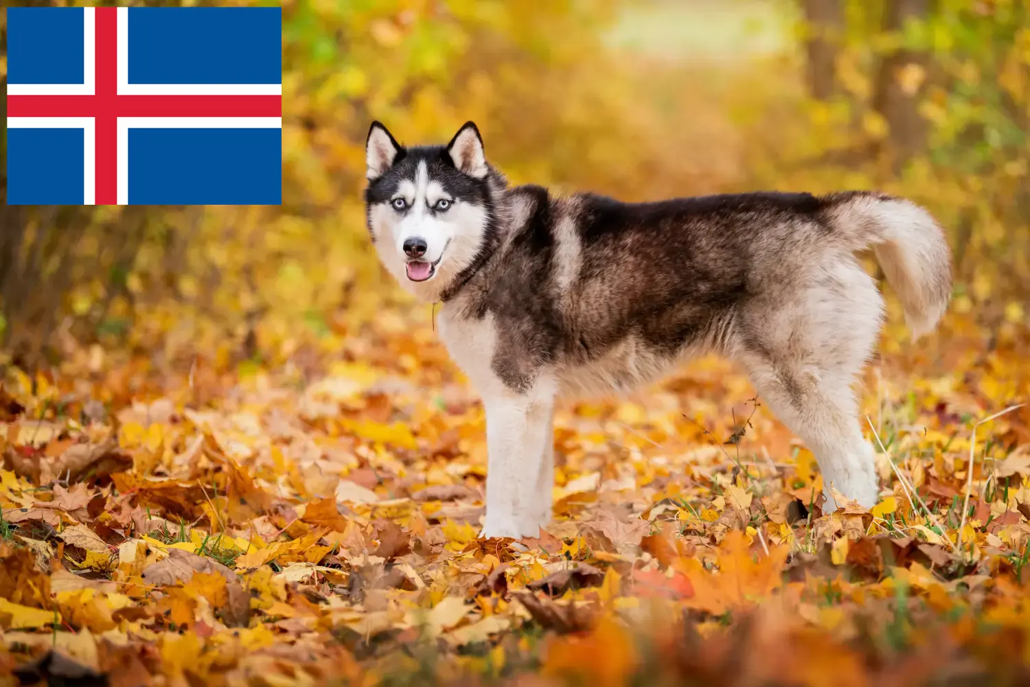 Read more about the article Criadores de Husky e cachorros na Islândia