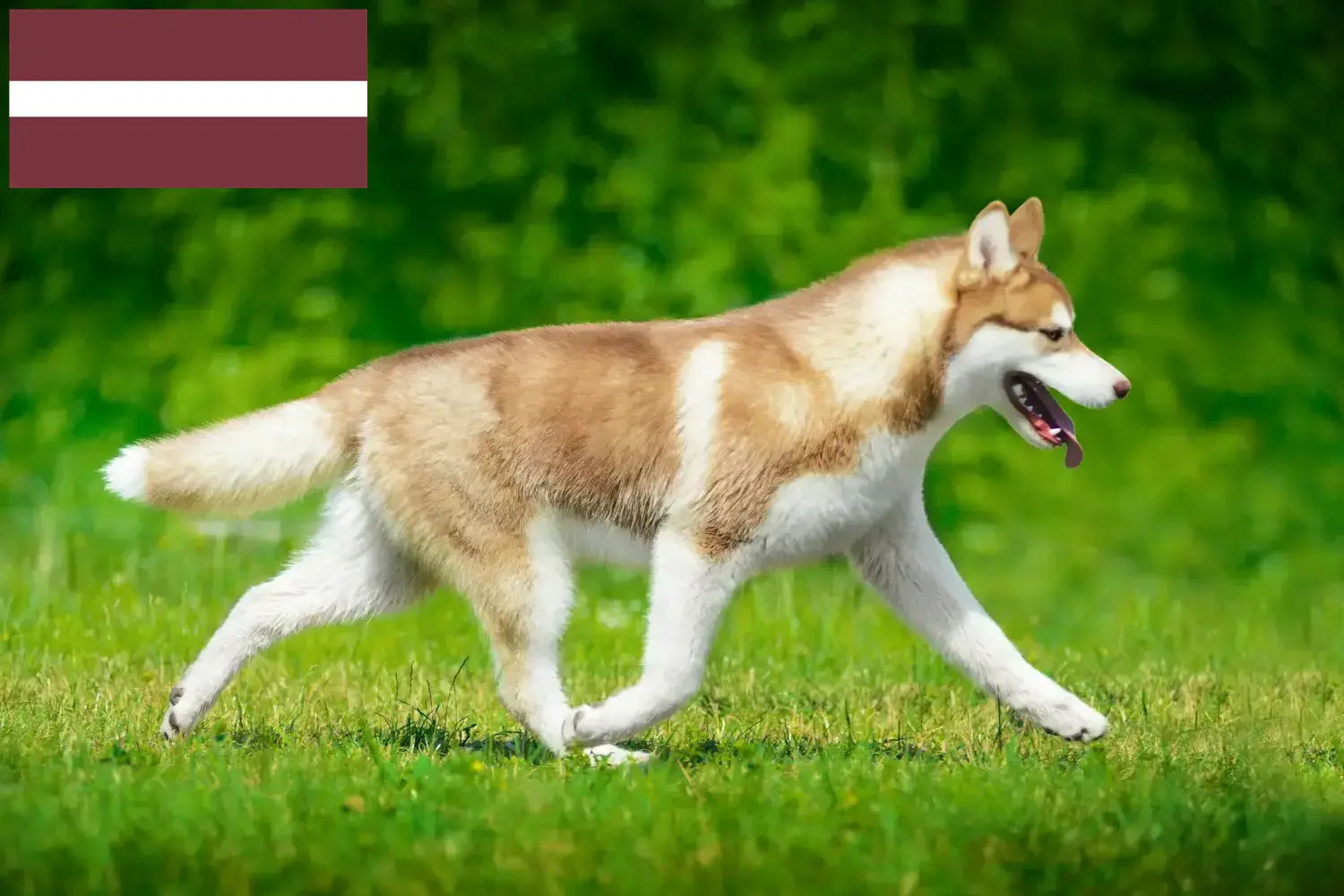 Read more about the article Criadores de Husky e cachorros na Letónia