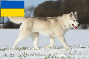 Read more about the article Criadores de Husky e cachorros na Ucrânia