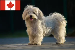 Read more about the article Criadores e cachorros de Maltês no Canadá