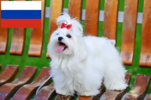 Read more about the article Criadores e cachorros de Maltês na Rússia