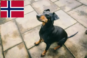 Read more about the article Criadores de Manchester Terrier e cachorros na Noruega