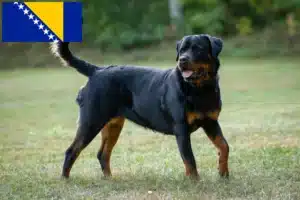 Read more about the article Criadores de Rottweiler e cachorros na Bósnia e Herzegovina