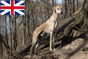 Read more about the article Criadores de Sloughi e cachorros na Grã-Bretanha