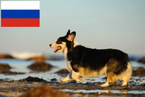 Read more about the article Criadores de Welsh Corgi e cachorros na Rússia