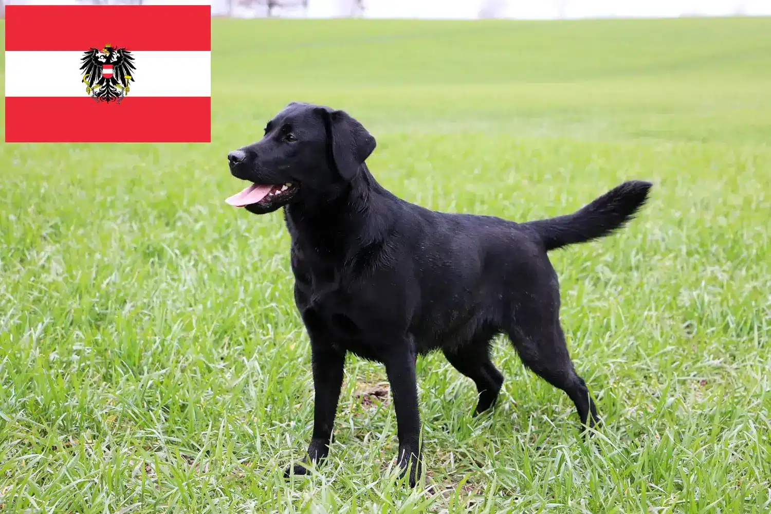 Read more about the article Criadores de Labrador e cachorros na Áustria