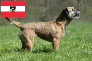 Read more about the article Criadores de Border Terrier e cachorros na Áustria