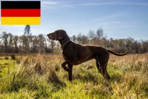 Read more about the article Criadores de pelo curto alemão e cachorros na Alemanha