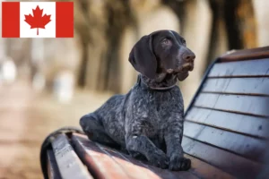 Read more about the article Criadores de pelo curto alemão e cachorros no Canadá