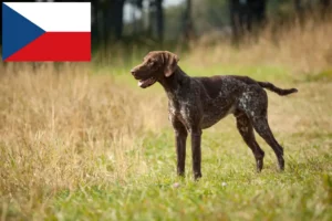 Read more about the article Criadores de pelo curto alemão e cachorros na República Checa