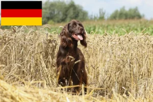 Read more about the article Criadores de pelo comprido alemão e cachorros na Alemanha