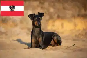 Read more about the article Criadores de Manchester Terrier e cachorros na Áustria