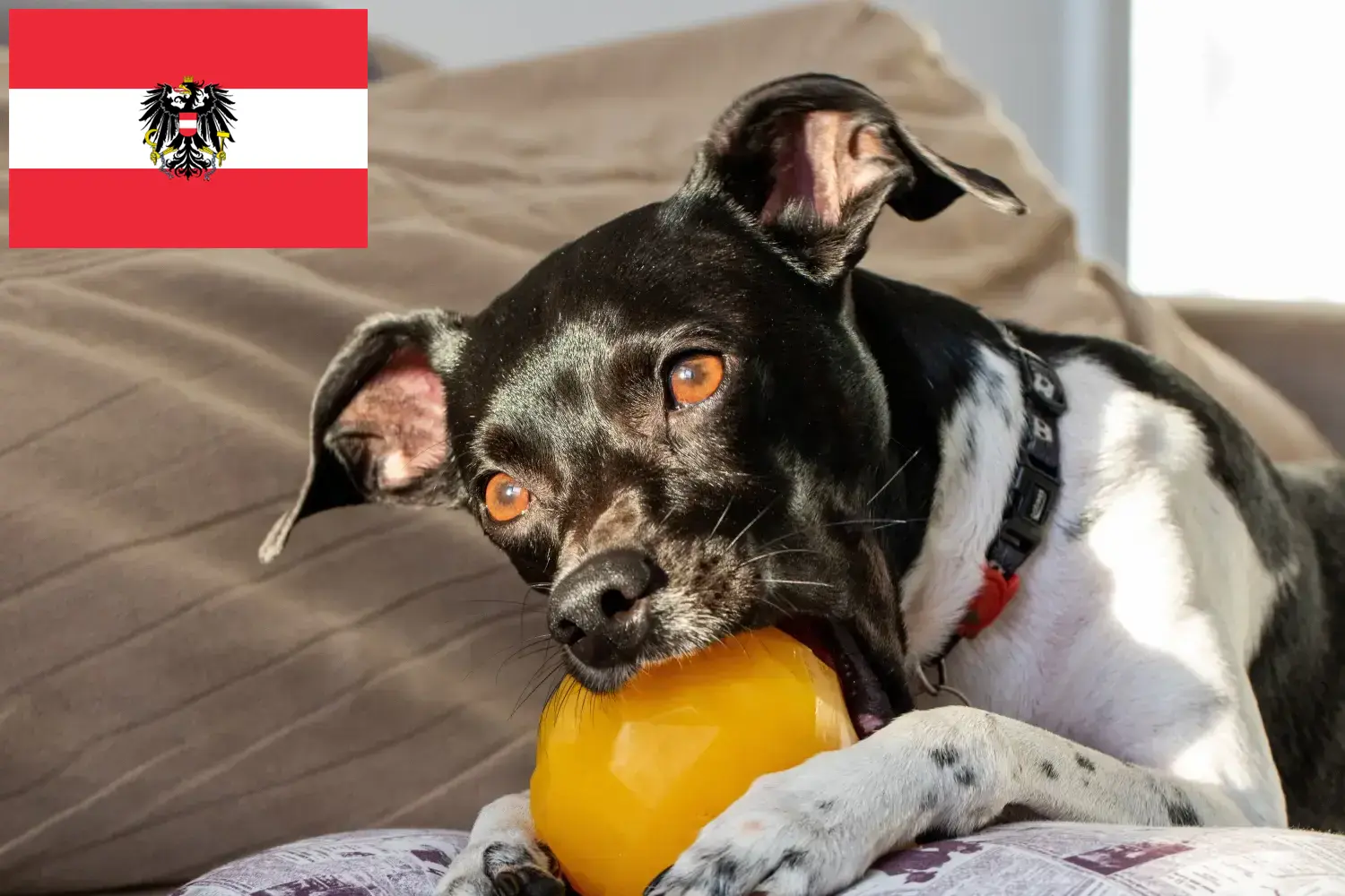 Read more about the article Criadores de Terrier brasileiro e cachorros na Áustria