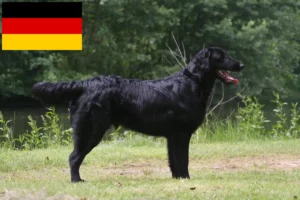 Read more about the article Criadores de Flat Coated Retriever e cachorros na Alemanha