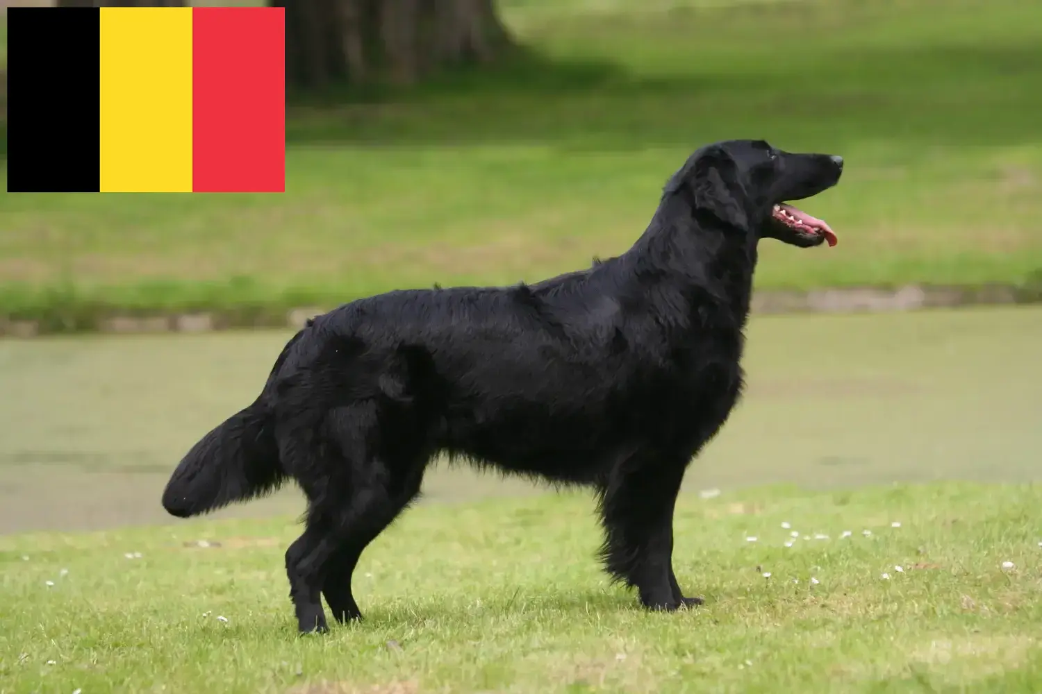 Read more about the article Criadores de Flat Coated Retriever e cachorros na Bélgica