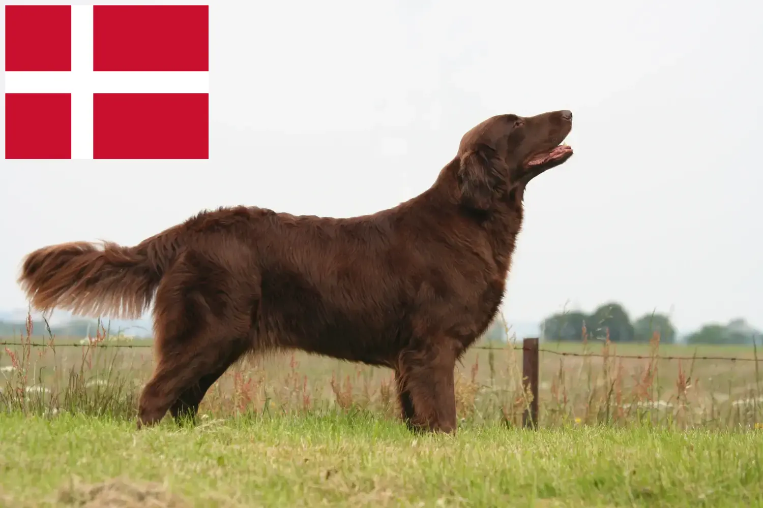 Read more about the article Criadores de Flat Coated Retriever e cachorros na Dinamarca