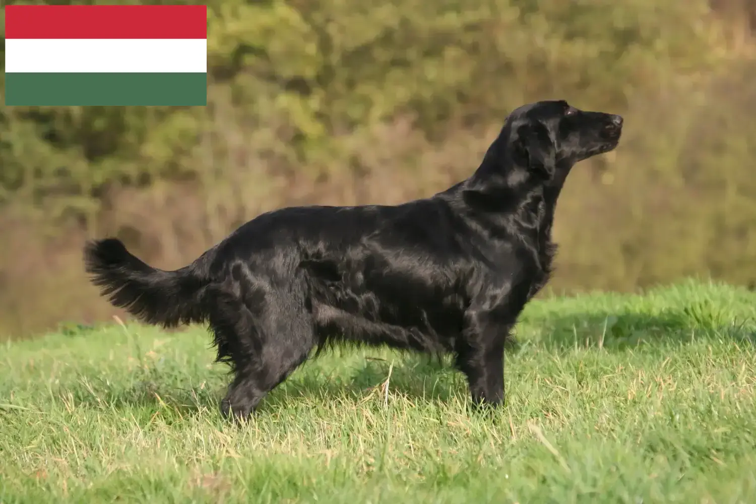 Read more about the article Criadores de Flat Coated Retriever e cachorros na Hungria