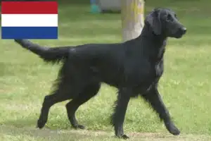 Read more about the article Criadores de Flat Coated Retriever e cachorros nos Países Baixos