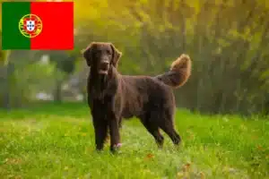 Read more about the article Flat Coated Retriever criadores e cachorros em Portugal