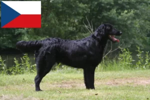 Read more about the article Criadores de Flat Coated Retriever e cachorros na República Checa