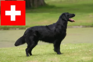 Read more about the article Criadores de Flat Coated Retriever e cachorros na Suíça